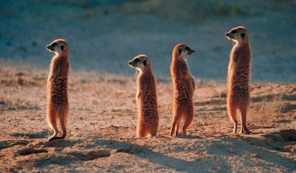 Африканские жители