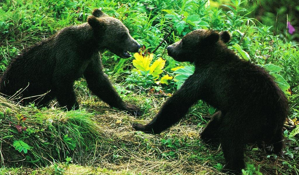 Медведи в лесу