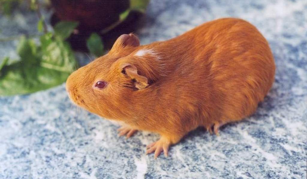 Морская свинка