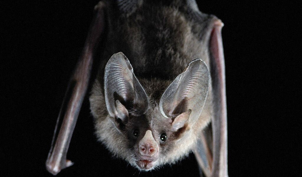 Ночная летучая мышь