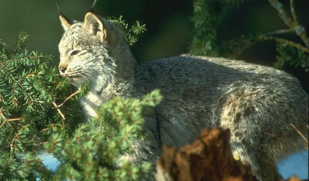 Большая кошка