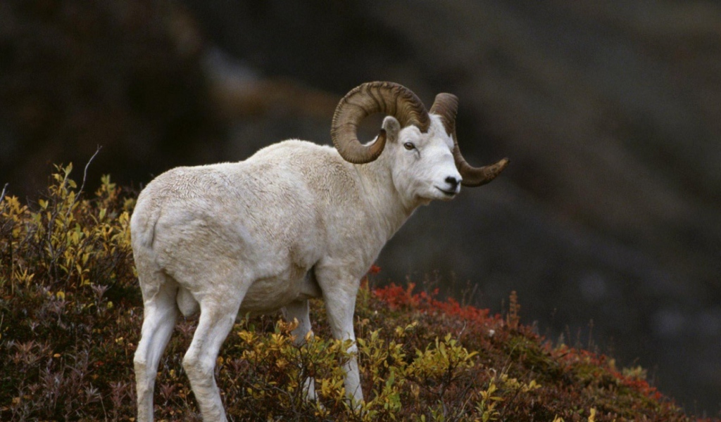 Горный баран