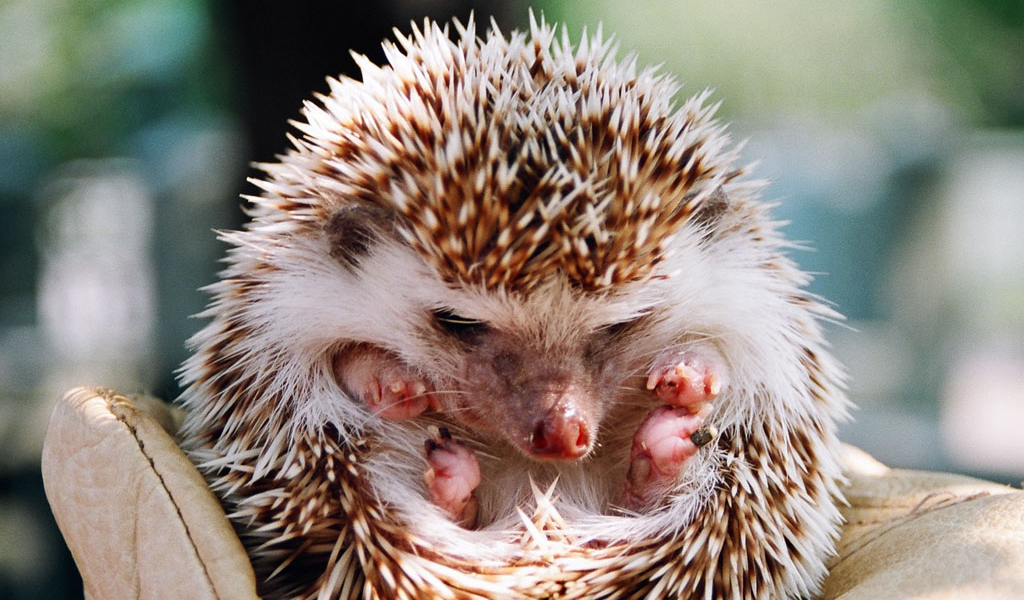 ежик свернувшийся в клубок