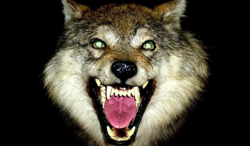 Пасть волка