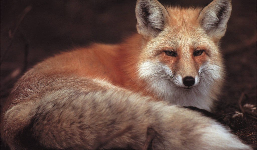 Красивая лиса