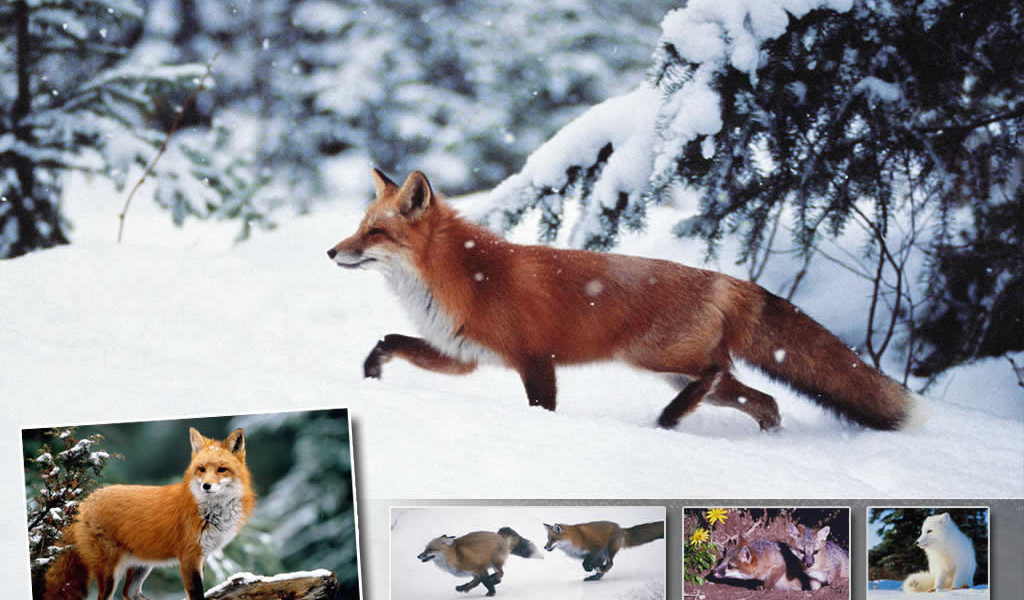 Лисичка зимой