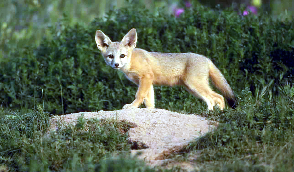 Серый зверёк