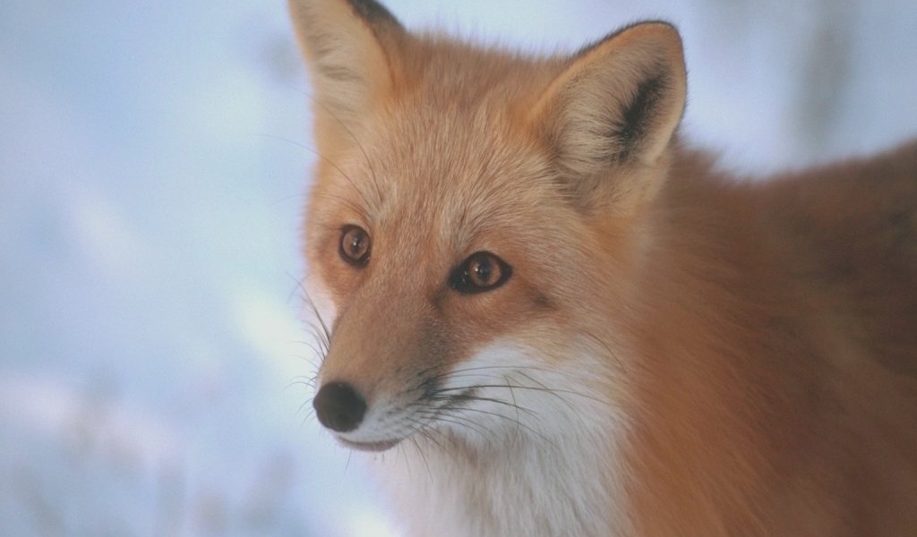 Рыжая лисица