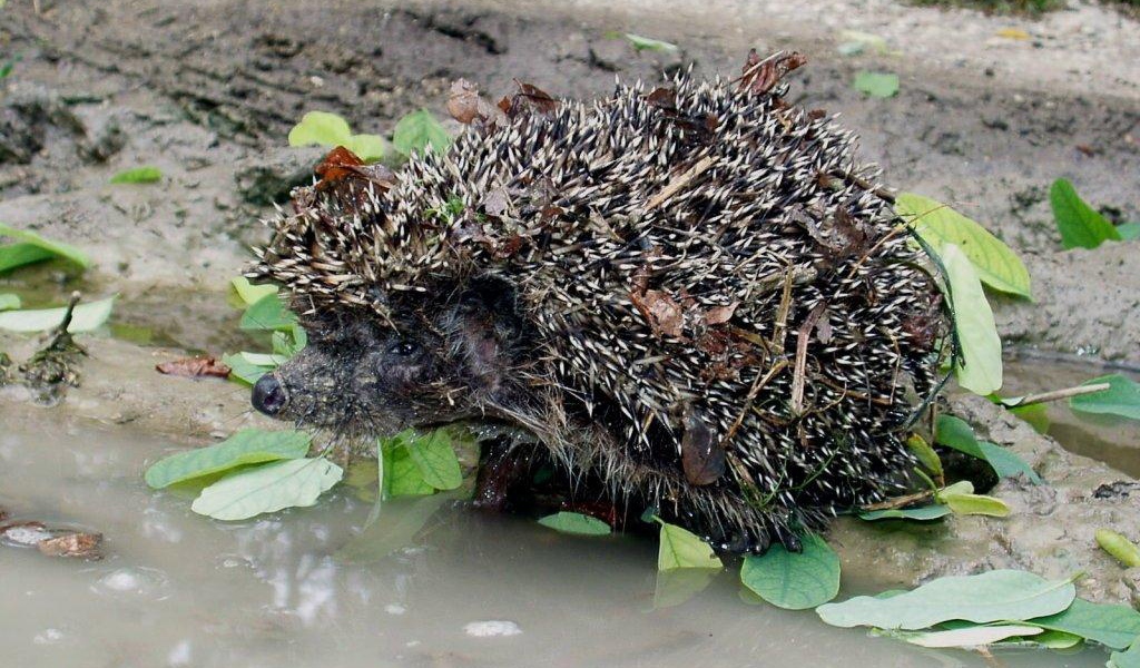 колючий ежик