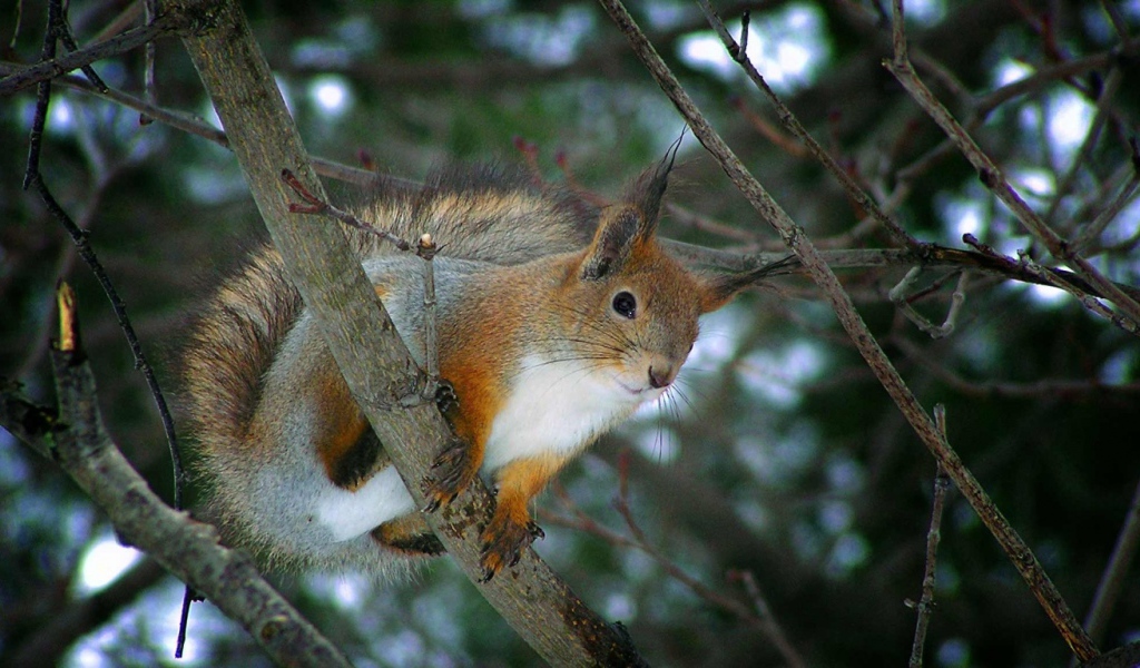 Белка на ветке