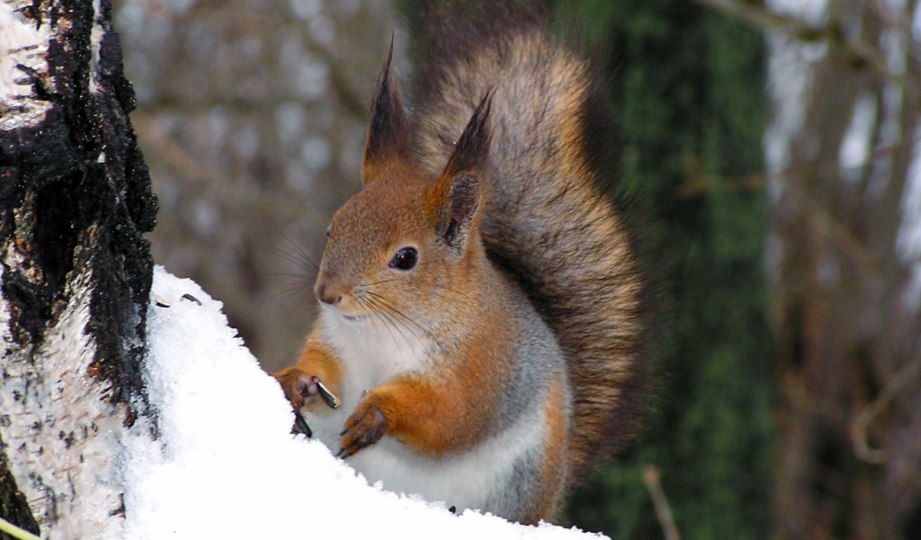 Белочка на дереве
