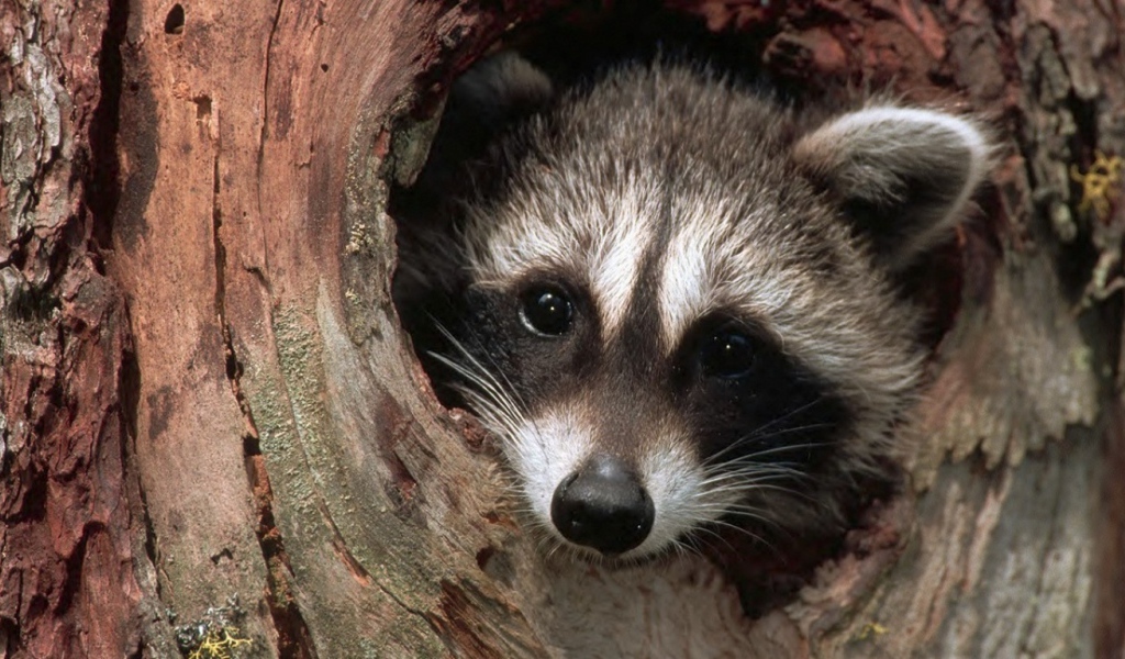 Енот в дупле