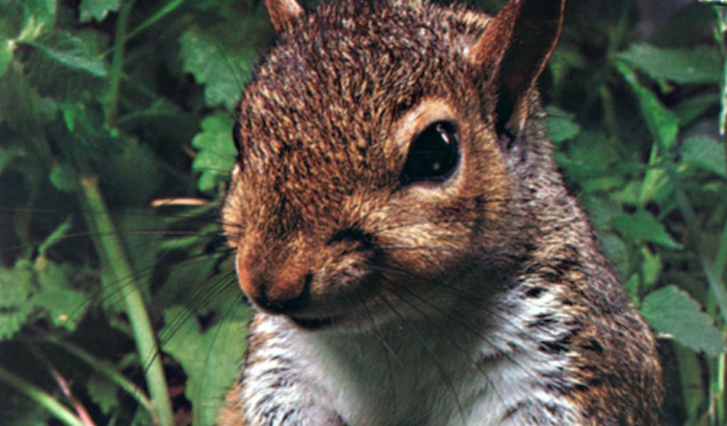 Лесной зверек