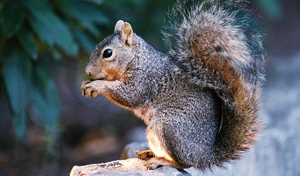 Пушистая белка