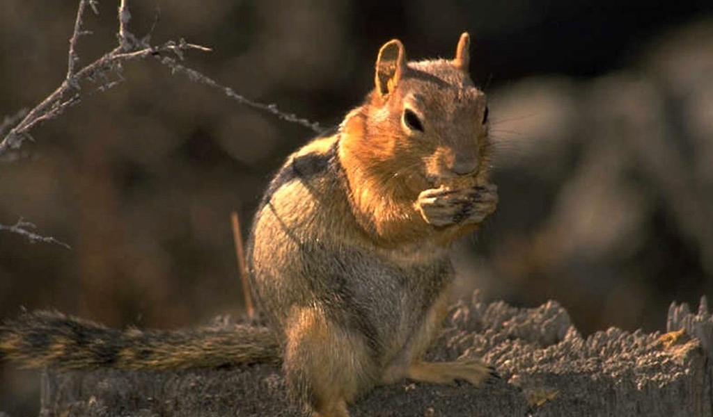 Маленький зверек