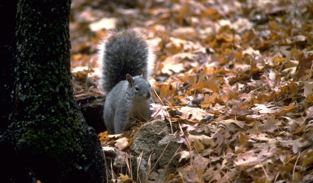 Белая белка