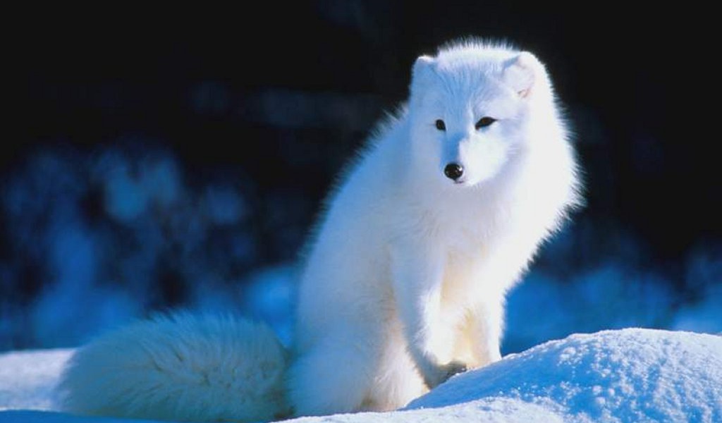 Писец красавец