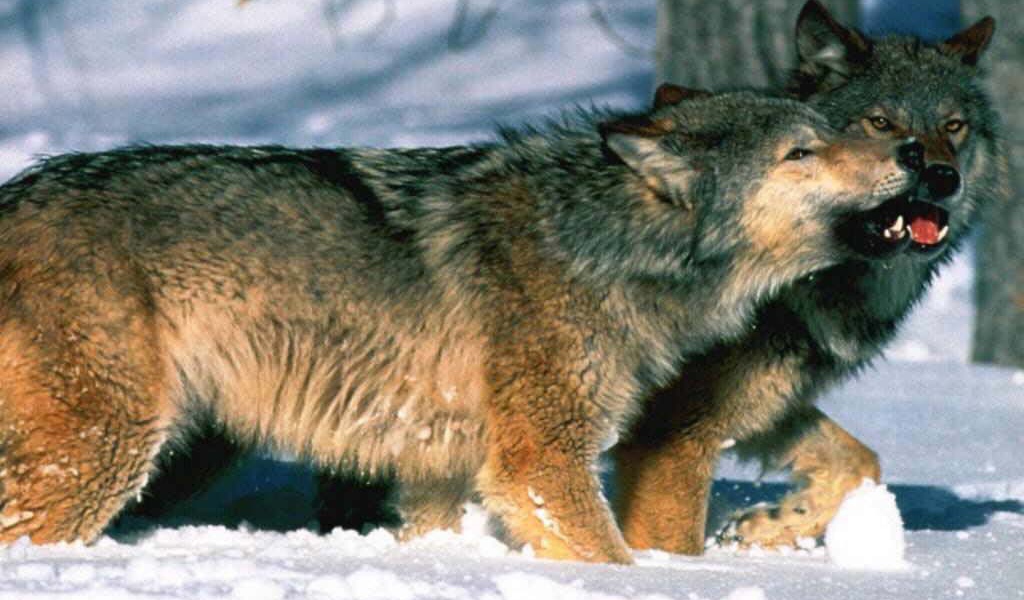 Волк и волчица