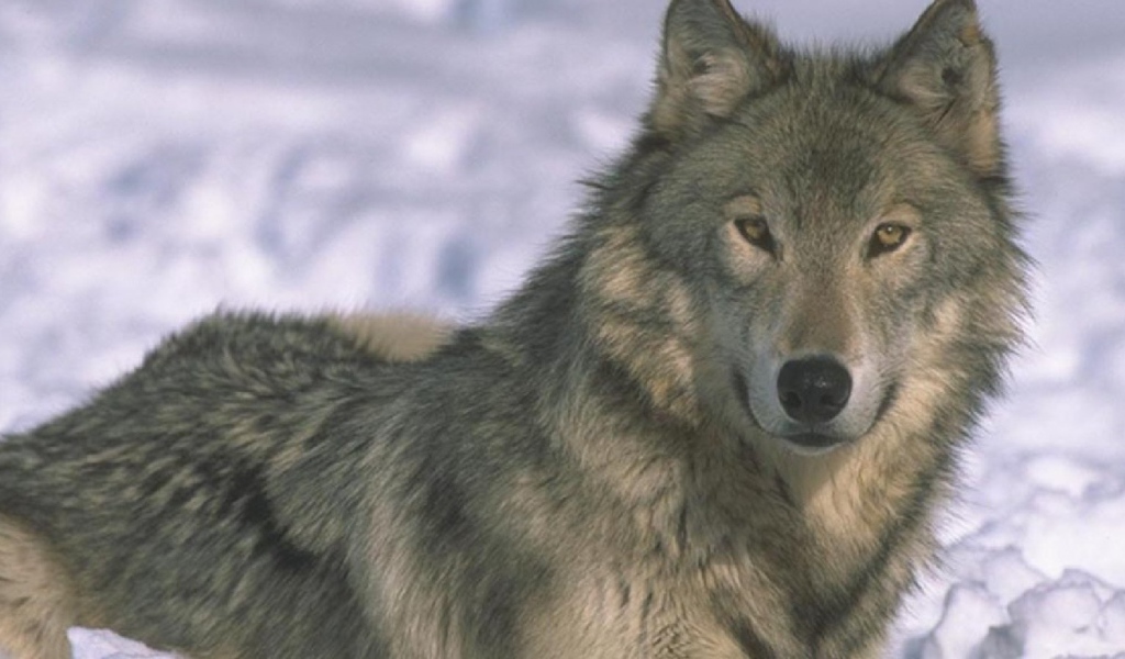 Серый волк