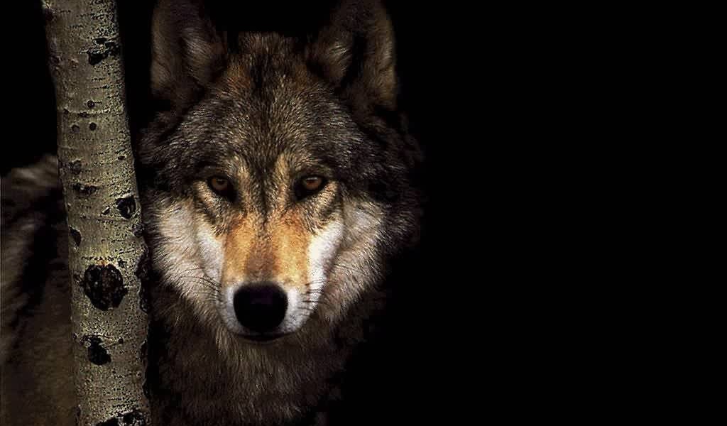 Волк за березой