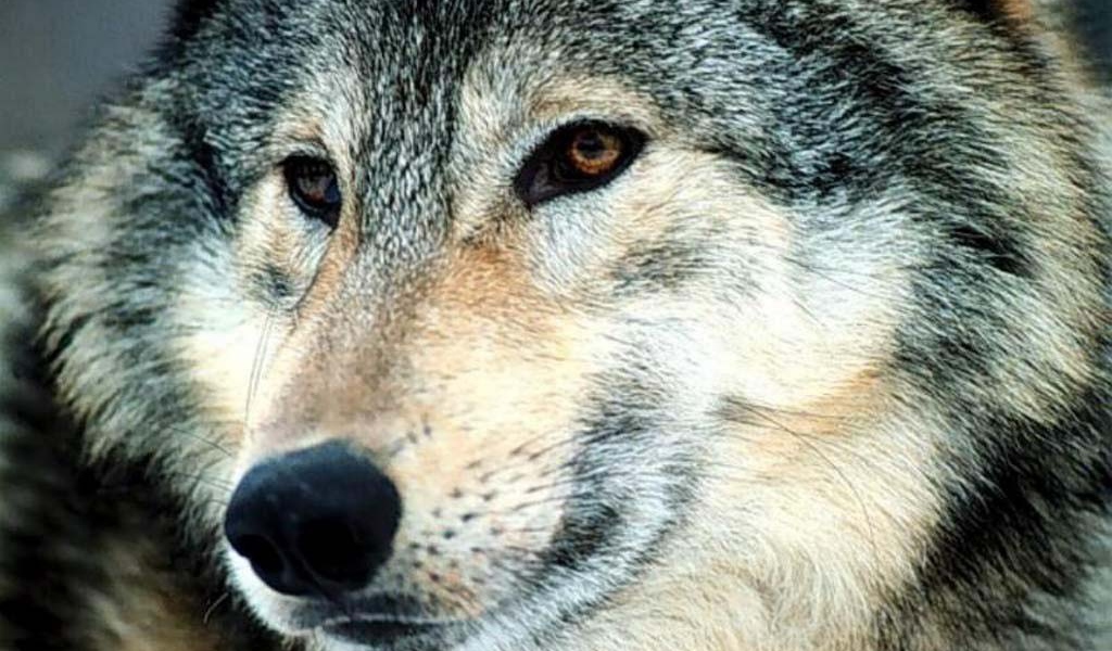 Страшный волк