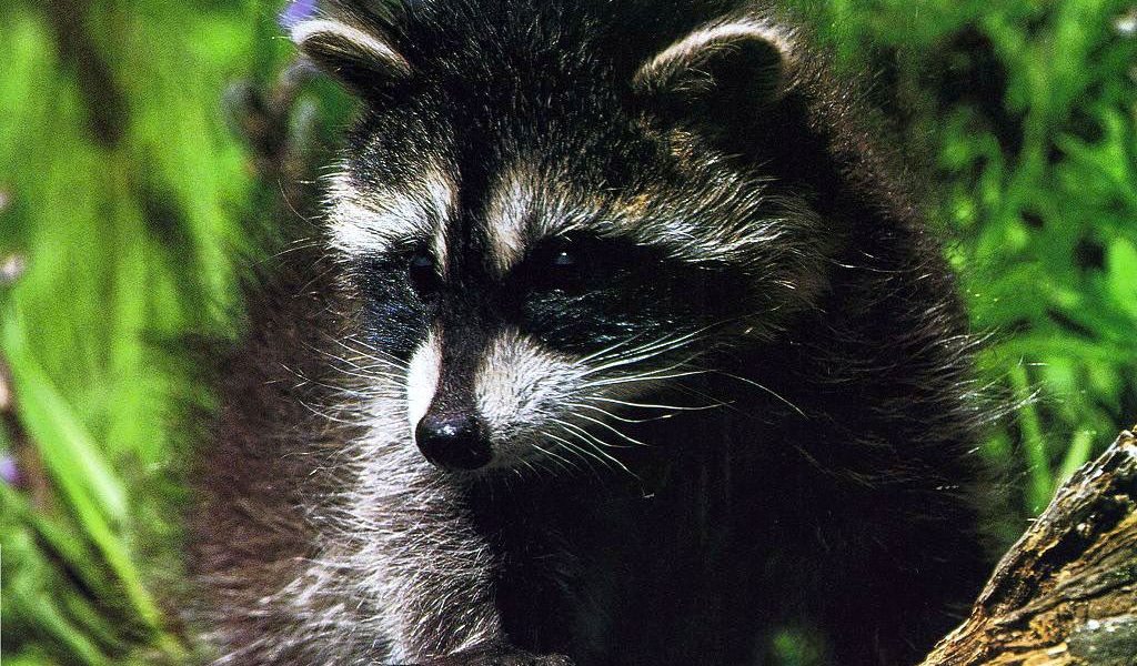 Крошка енот