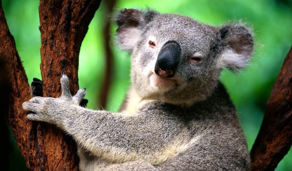 Коала