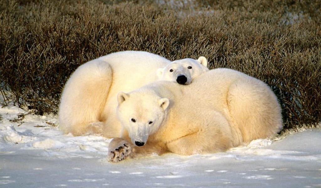 Белые медведи