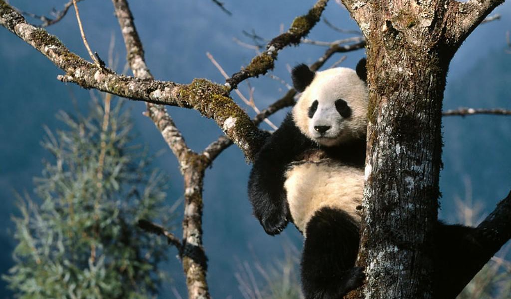 Панда