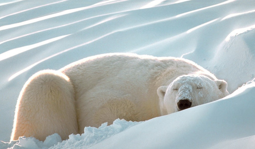 Белый медведь