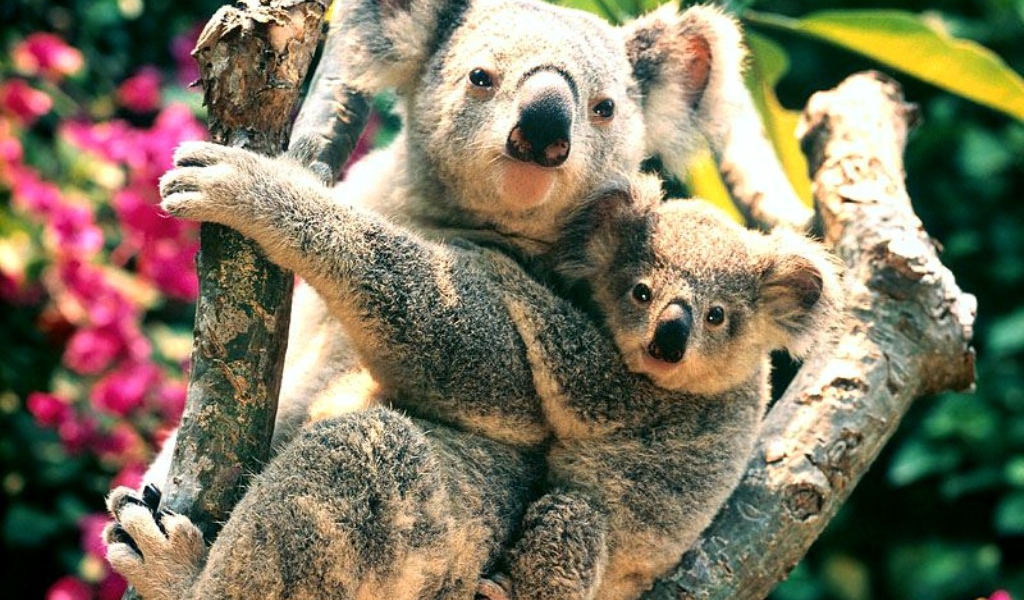 Мишки коаллы