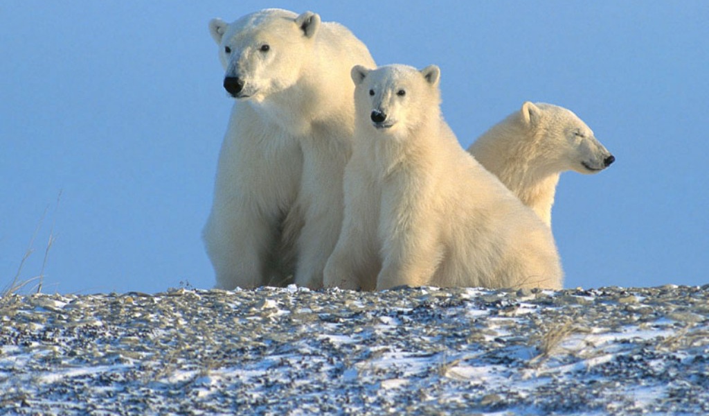 Белые медвежата