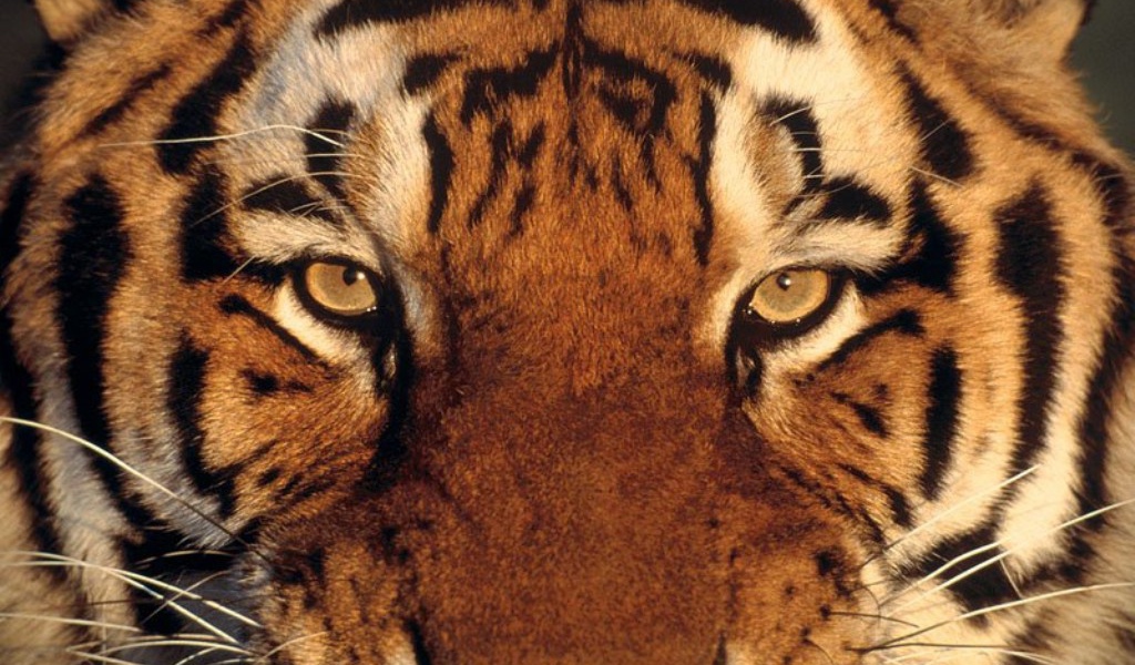 Полосатый тигр