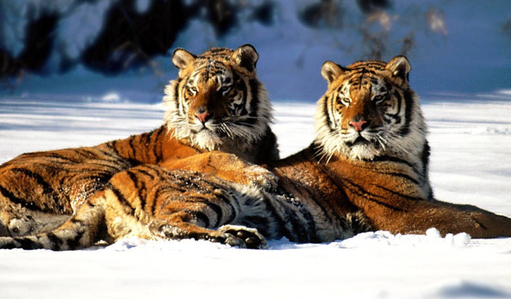 Рыжие тигры