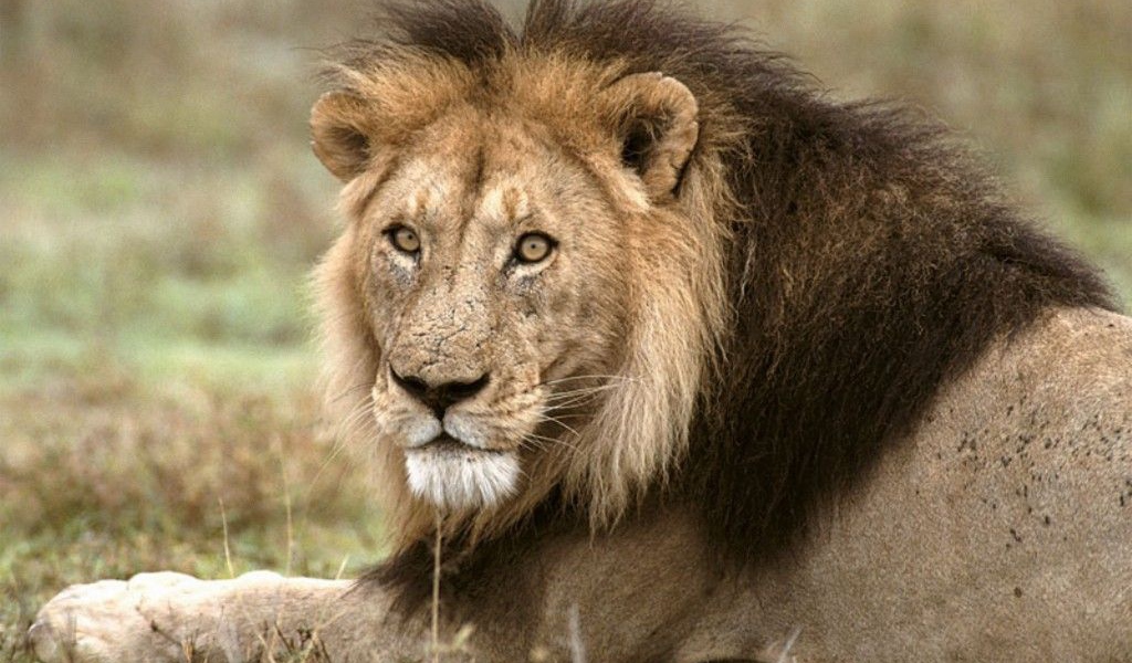 Лев царь зверей