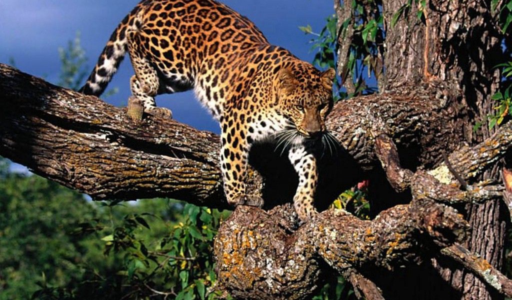 Леопард на дереве