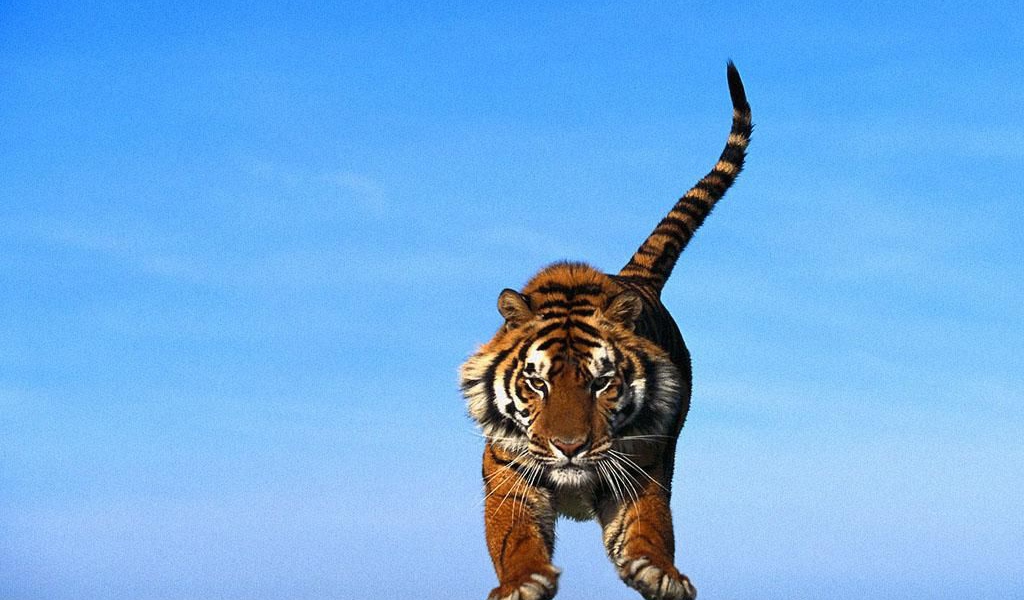 Тигр в прыжке