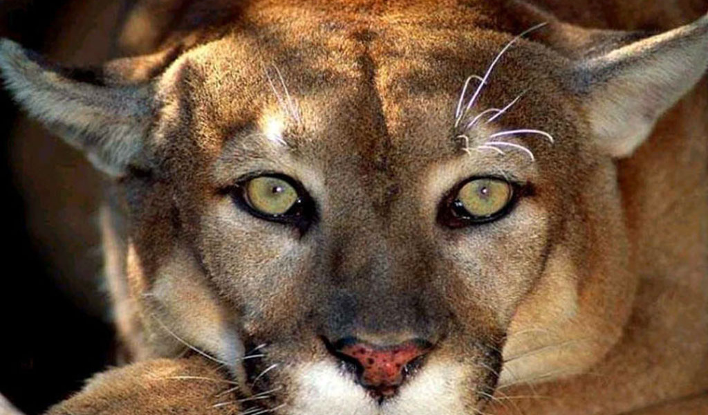 Львица хищник