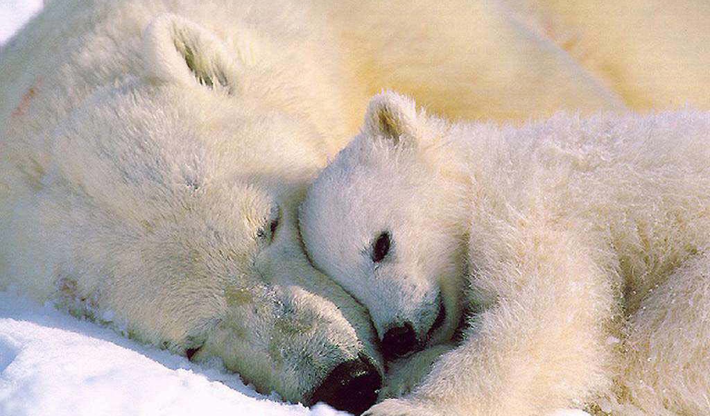 Белый медвежонок и мать