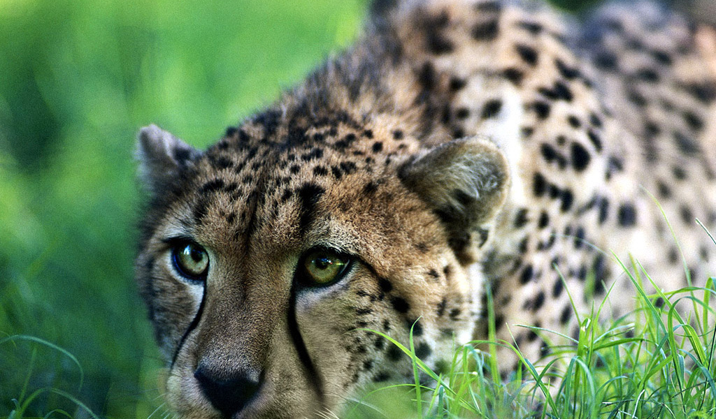 Быстрый гепард