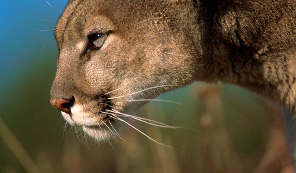 Львица на охоте