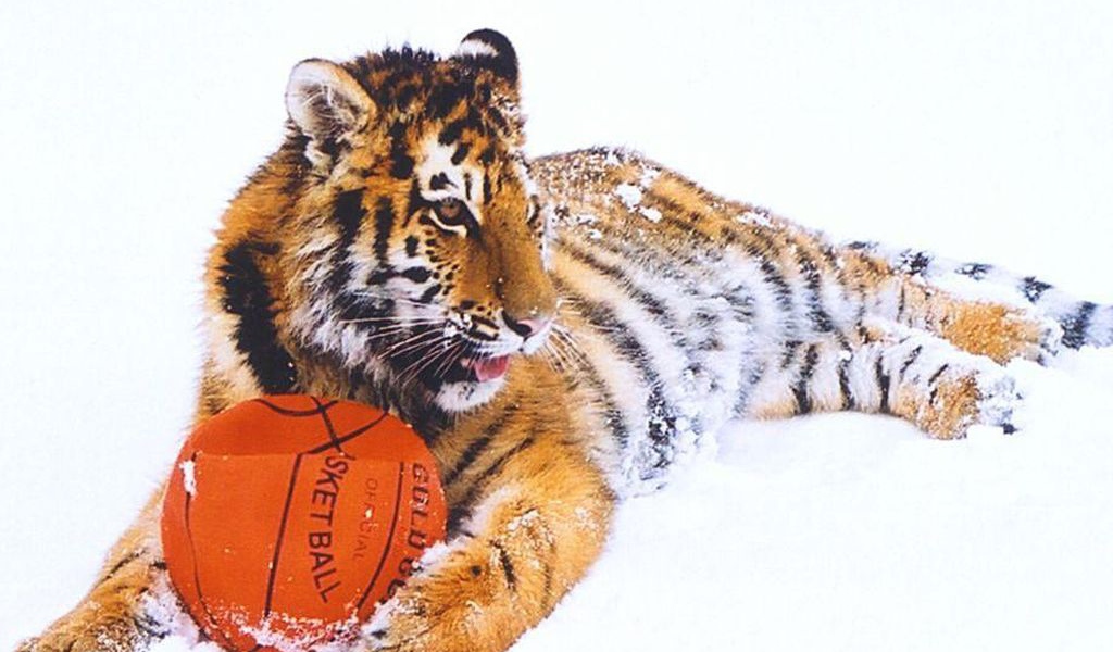 Тигр с мячом
