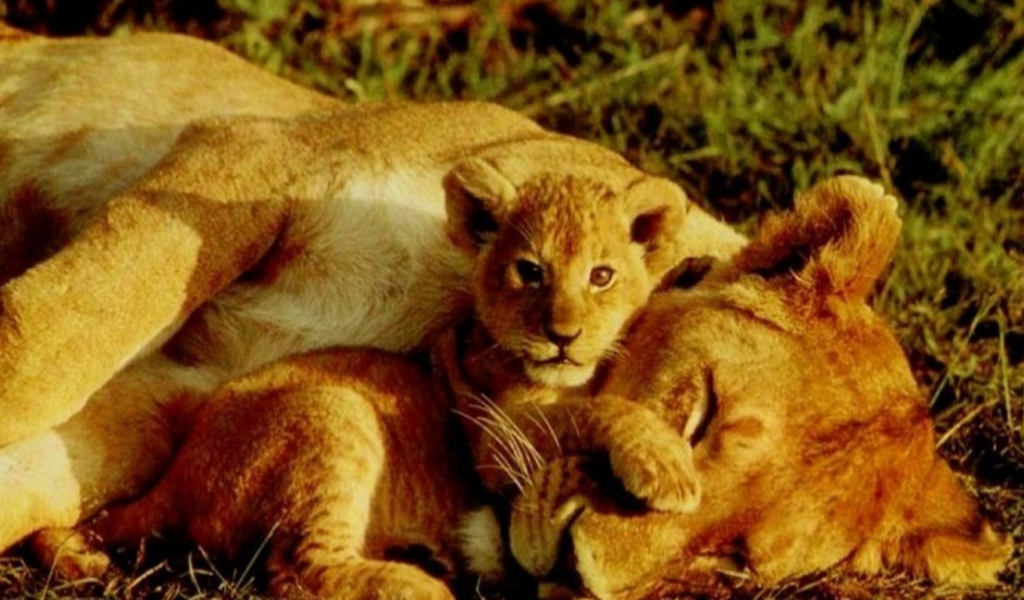 Тигрёнок и львица