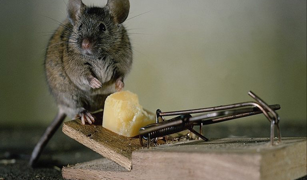 Мышка в ловушке