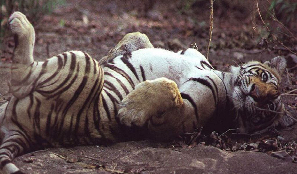 Ласковый тигр