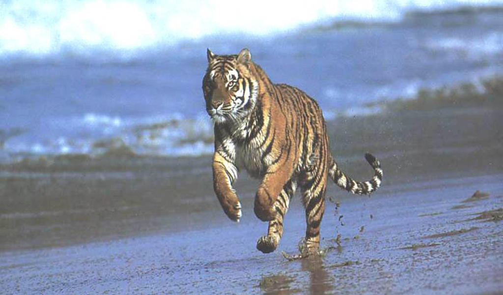 Тигр у моря