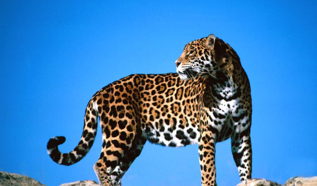 Леопард в поисках пищи