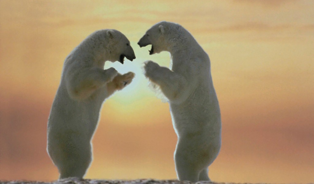 Белые медведи на задних лапах