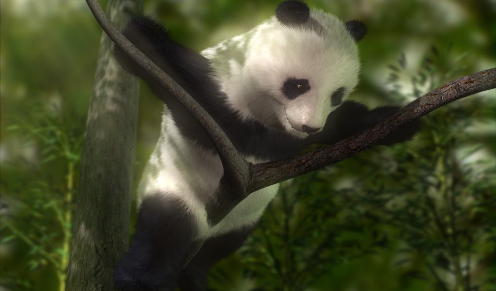 Панда на дереве
