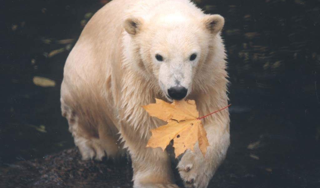 Медведь с кленовым листом